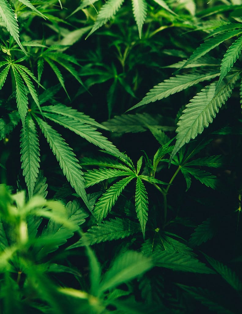 hemp-seed-oil-benefits-for-skin